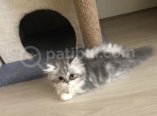 2 Aylık Dişi Eğitimleri Tam görsel