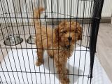5 Aylık Erkek Eğitimli Red Toy Poodle Ankara