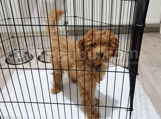 5 Aylık Erkek Eğitimli Red Toy Poodle Ankara görsel