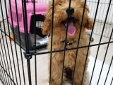 5 Aylık Erkek Eğitimli Red Toy Poodle Ankara