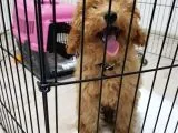 5 Aylık Erkek Eğitimli Red Toy Poodle Ankara