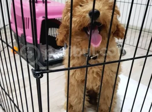 5 Aylık Erkek Eğitimli Red Toy Poodle Ankara