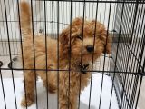 5 Aylık Erkek Eğitimli Red Toy Poodle Ankara