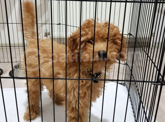 5 Aylık Erkek Eğitimli Red Toy Poodle Ankara görsel