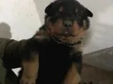 Muhteşem Kalite Rotweiller Yavrularımız