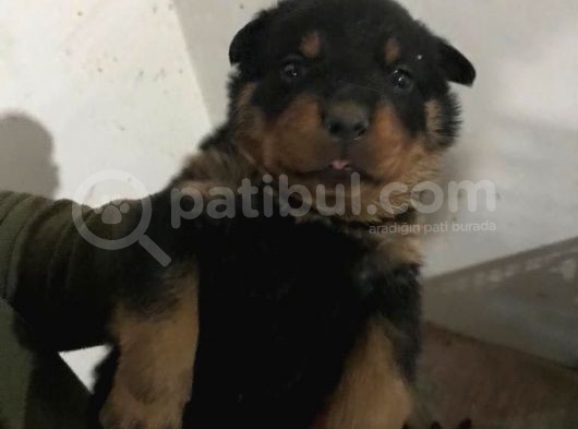 Muhteşem Kalite Rotweiller Yavrularımız görsel