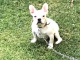 5 Aylık Erkek  French Bulldog