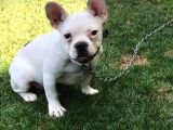 5 Aylık Erkek  French Bulldog