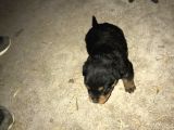 Muhteşem Kalite Rotweiller Yavrularımız