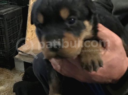 Muhteşem Kalite Rotweiller Yavrularımız görsel