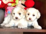 Maltese Terrier Yavrularımız Gelmiştir