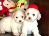 Maltese Terrier Yavrularımız Gelmiştir
