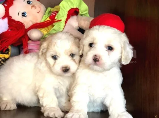 Maltese Terrier Yavrularımız Gelmiştir