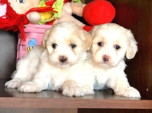 Maltese Terrier Yavrularımız Gelmiştir görsel