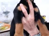 Muteşem Kalote 2.5 Aylık Doberman Yavrumuz