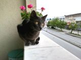 Sahiplendirme Mavi Rus Kedim