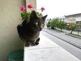 Sahiplendirme Mavi Rus Kedim