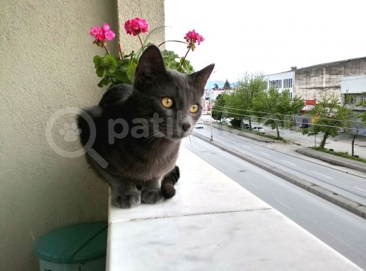 Sahiplendirme Mavi Rus Kedim görsel