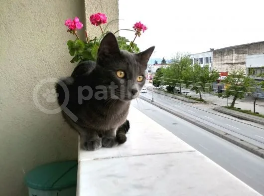 Sahiplendirme Mavi Rus Kedim
