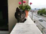 Sahiplendirme Mavi Rus Kedim