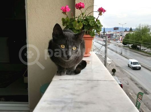 Sahiplendirme Mavi Rus Kedim görsel