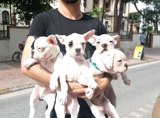 French Bulldog Bebekler görsel