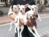 French Bulldog Bebekler