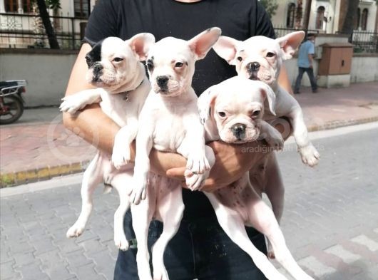 French Bulldog Bebekler görsel