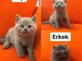 Muhteşem Güzellikte Safkan British Yavrular