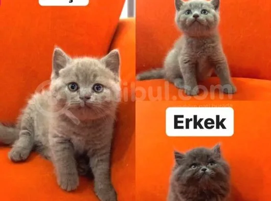 Muhteşem Güzellikte Safkan British Yavrular