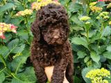 Toy Poodle Chocolate