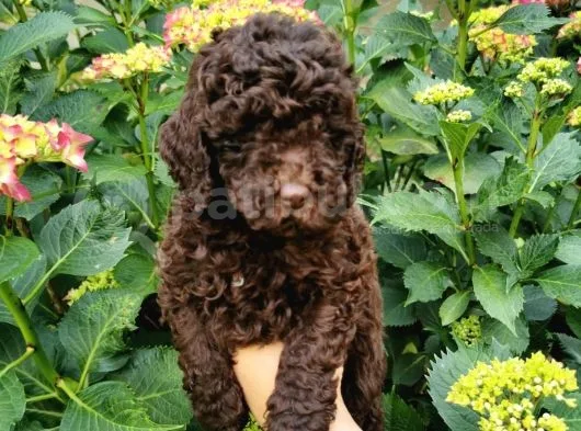 Toy Poodle Chocolate