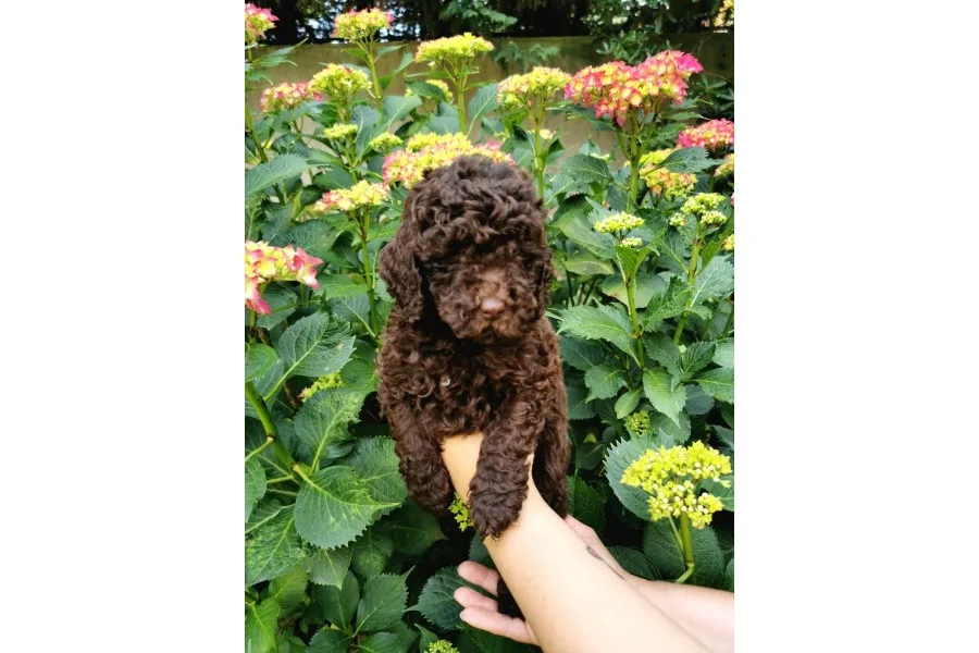 Toy Poodle Chocolate