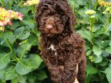 Toy Poodle Chocolate