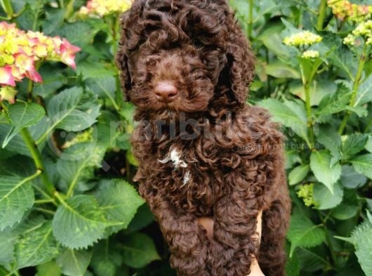 Toy Poodle Chocolate görsel
