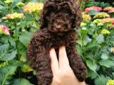 Toy Poodle Chocolate