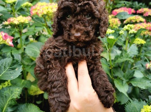 Toy Poodle Chocolate görsel