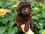 Toy Poodle Chocolate