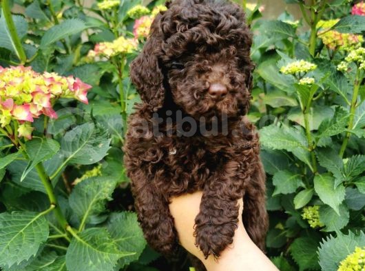 Toy Poodle Chocolate görsel