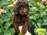 Toy Poodle Chocolate