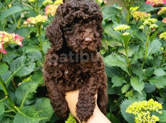 Toy Poodle Chocolate görsel