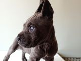 Blue Cane Corso İtalyano Puppy