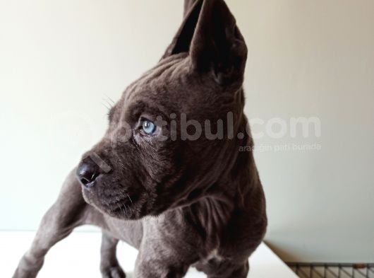 Blue Cane Corso İtalyano Puppy görsel