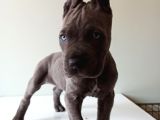 Blue Cane Corso İtalyano Puppy
