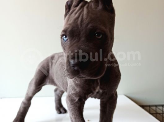 Blue Cane Corso İtalyano Puppy görsel