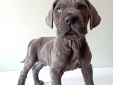 Blue Cane Corso İtalyano Puppy