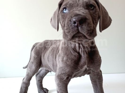 Blue Cane Corso İtalyano Puppy görsel
