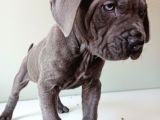 Blue Cane Corso İtalyano Puppy