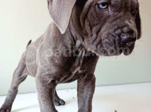 Blue Cane Corso İtalyano Puppy görsel