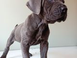 Blue Cane Corso İtalyano Puppy